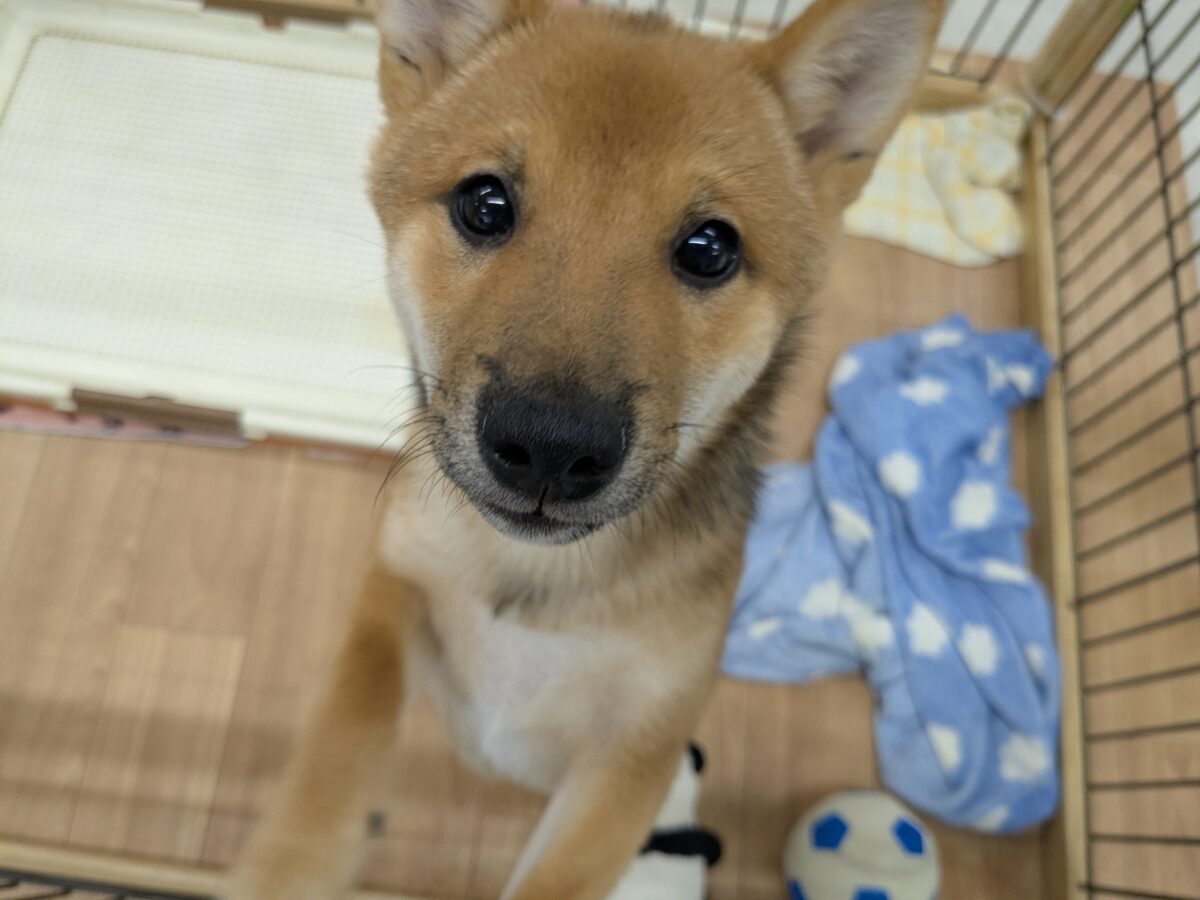 最新画像更新！！どすこい！かりんとうBOY🎵　豆柴犬の男のコ　2026/9/11撮影