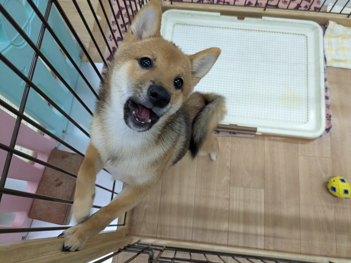 豆柴