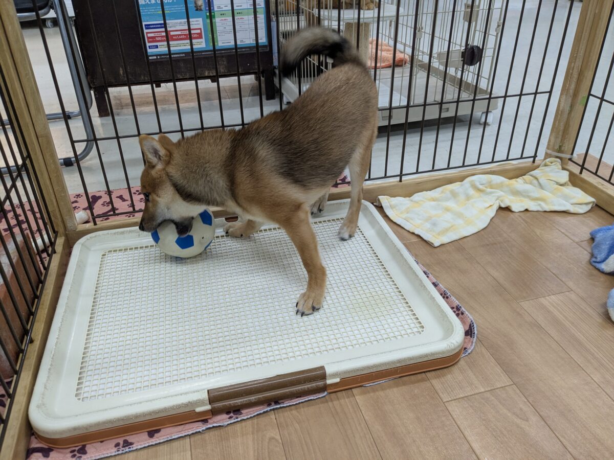 豆柴