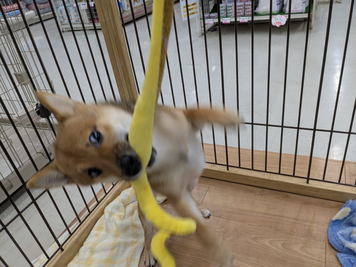 豆柴
