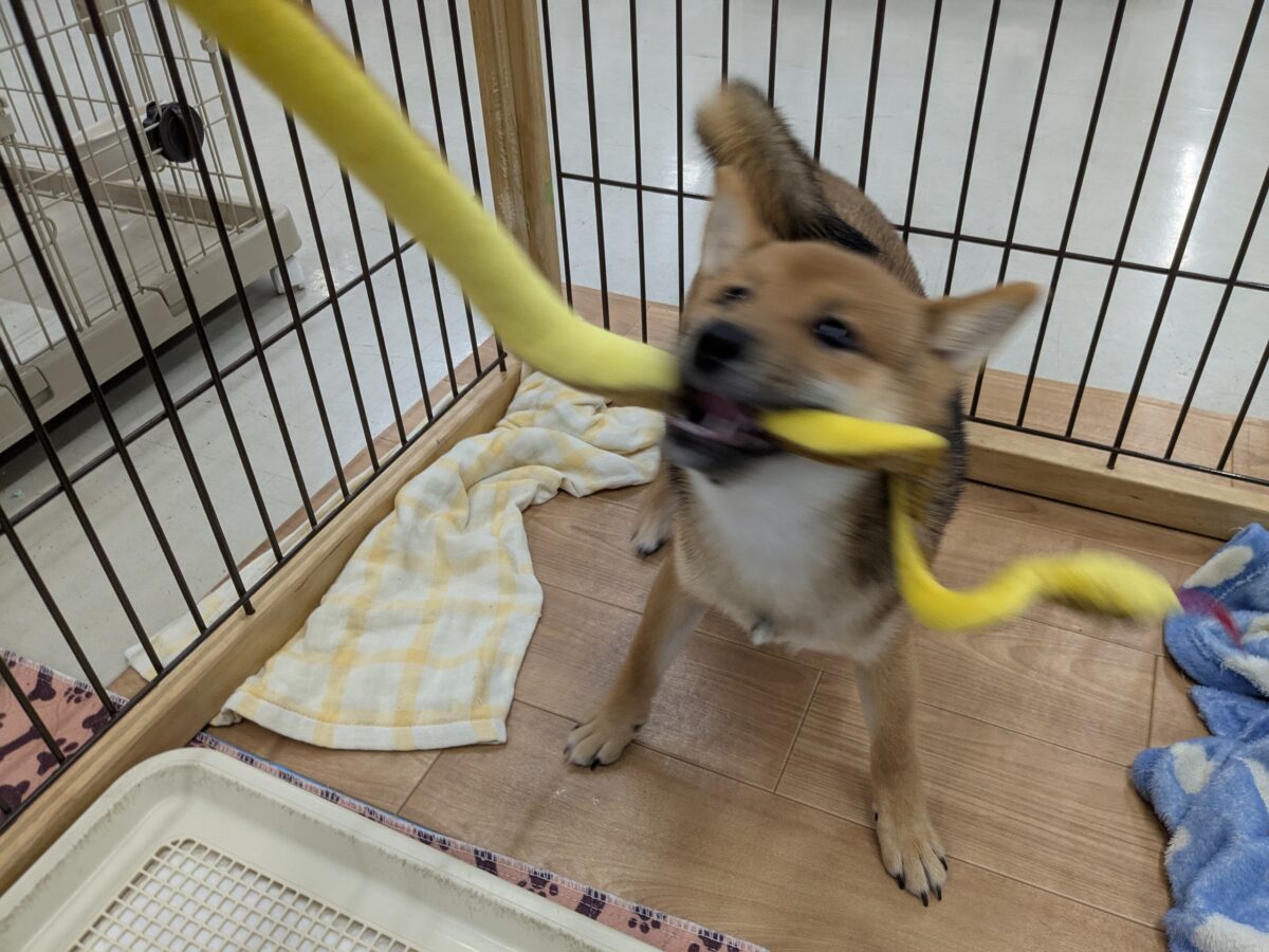 豆柴