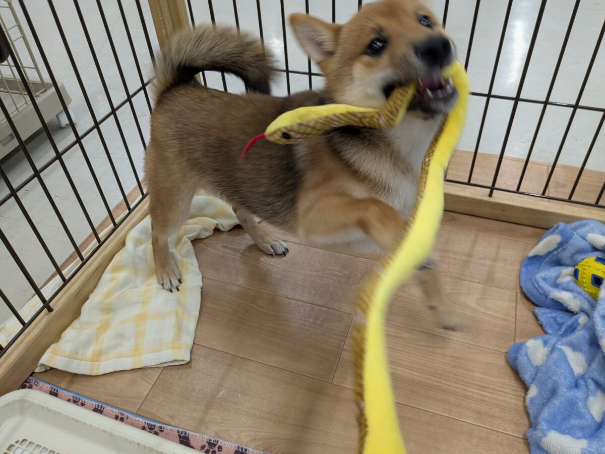 豆柴