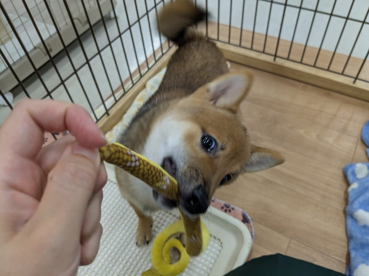 豆柴