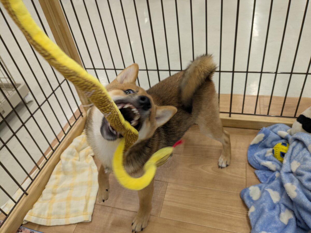 豆柴