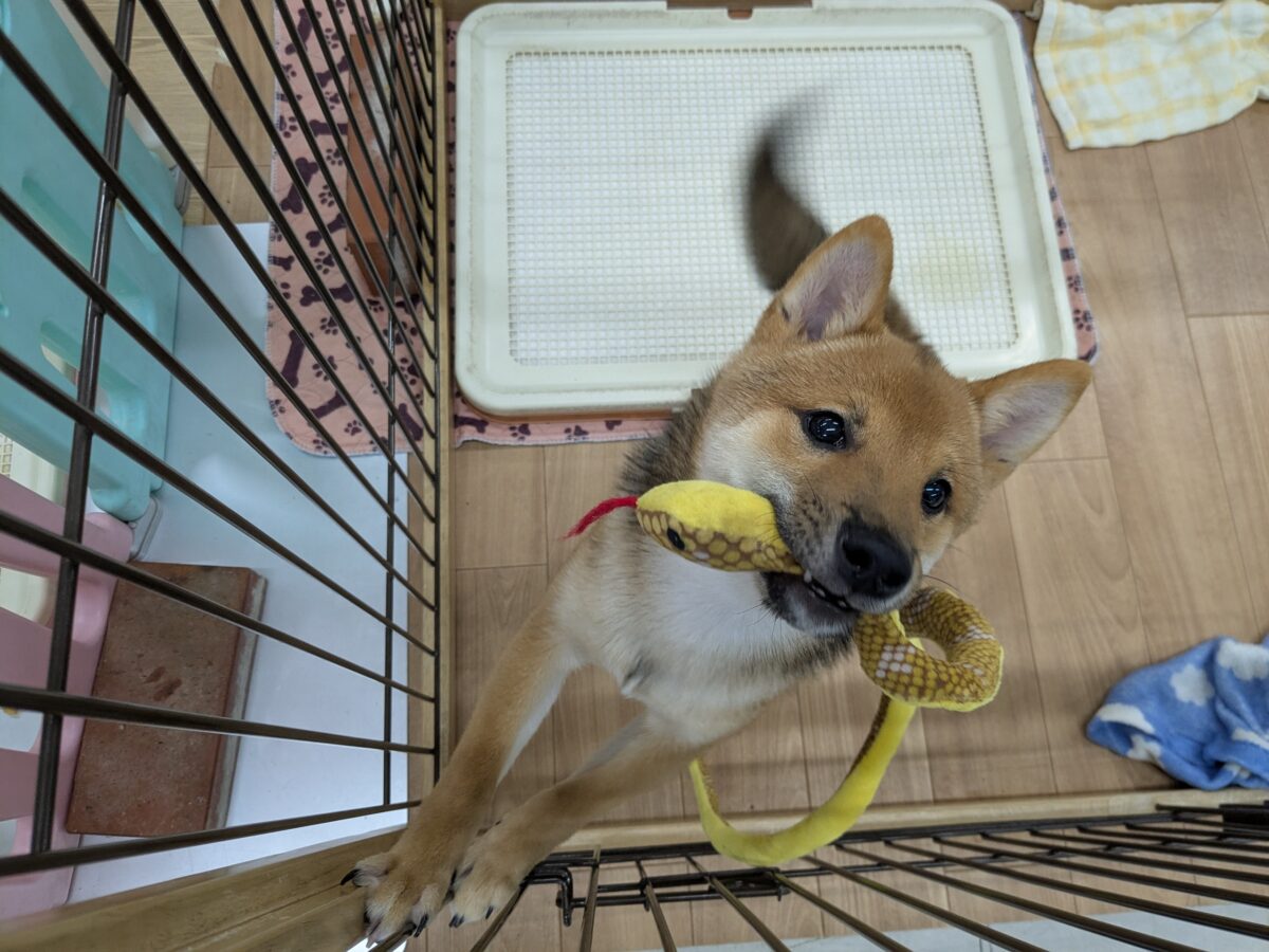 豆柴