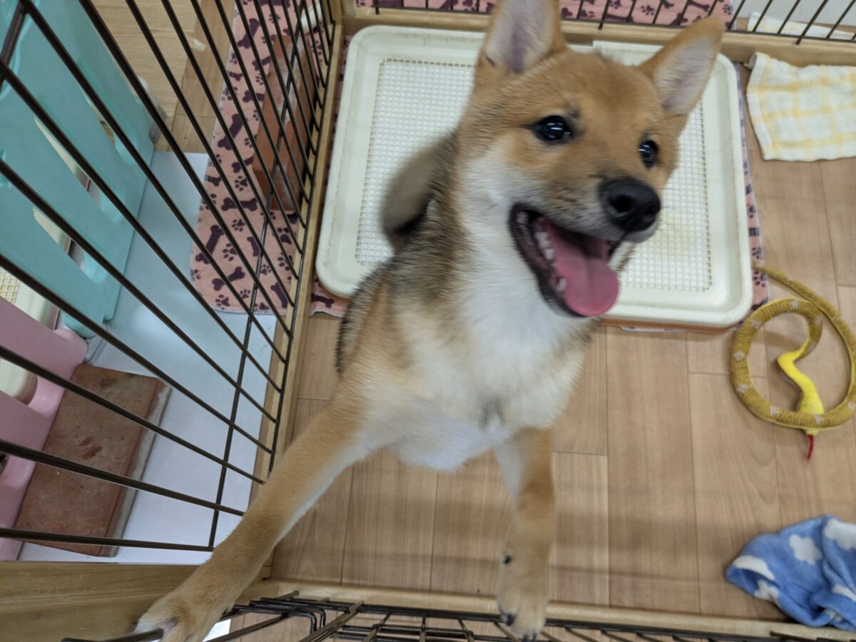 豆柴