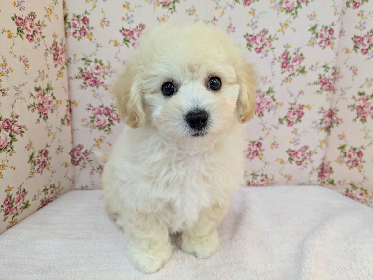 ふわふわ癒し系ガール💗　ハーフ犬（トイプードル×ビションフリーゼ）の女のコ💗　2026/9/11撮影