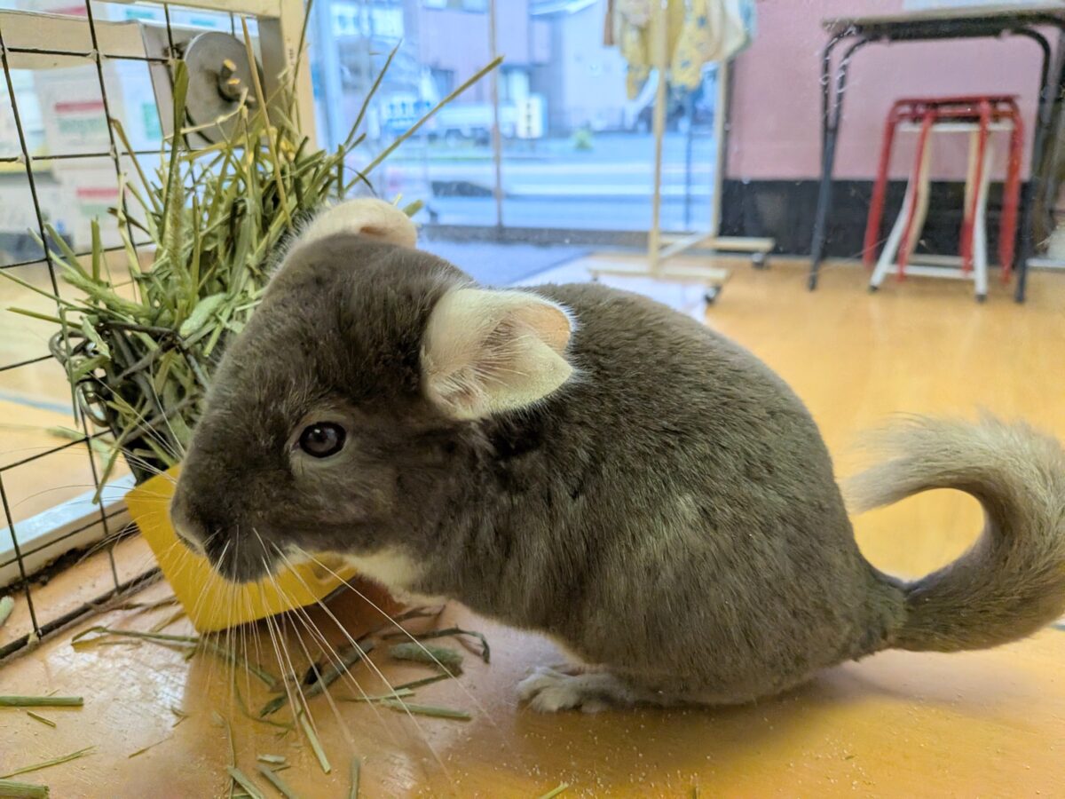 チンチラ
