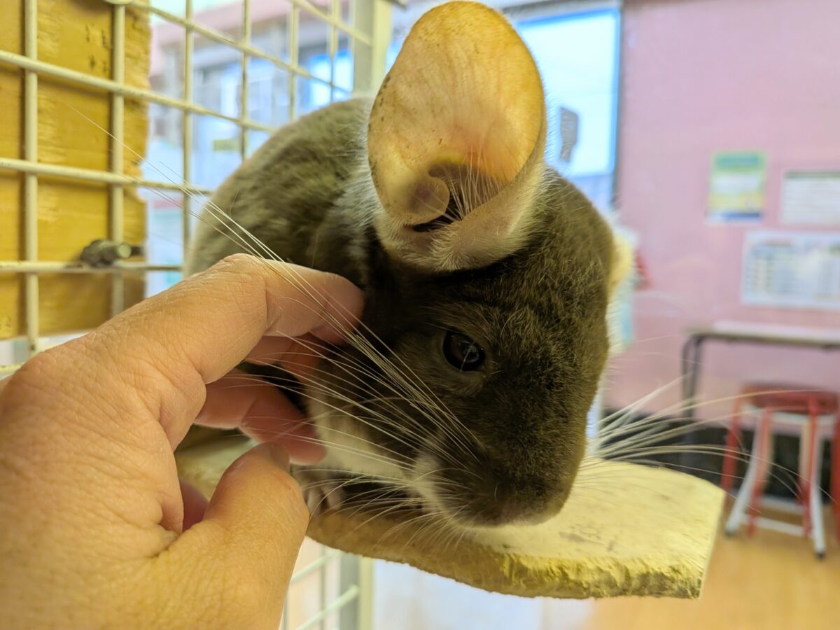 チンチラ