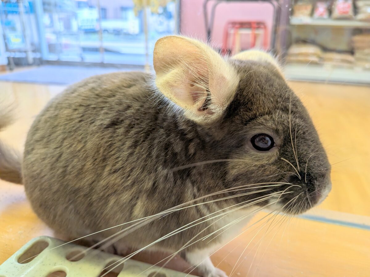 チンチラ