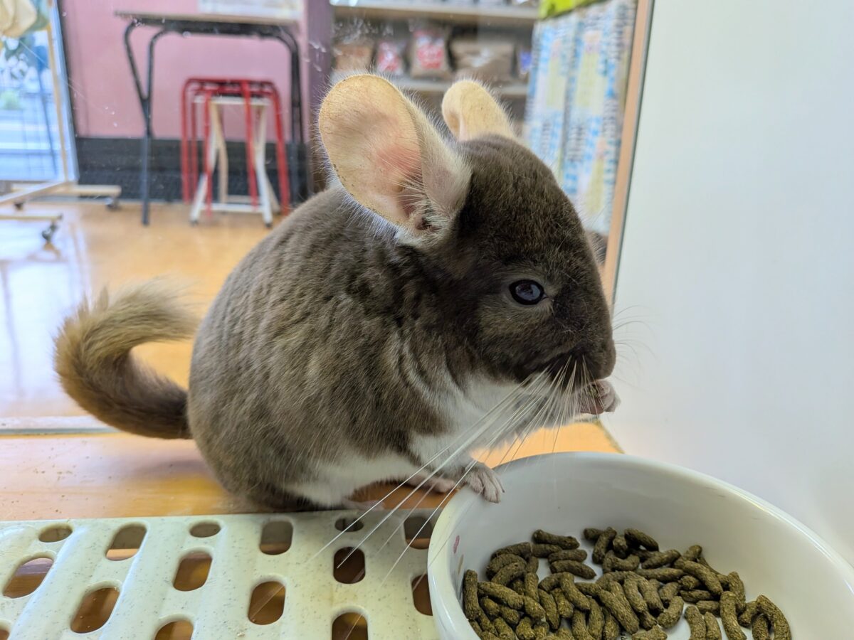チンチラ
