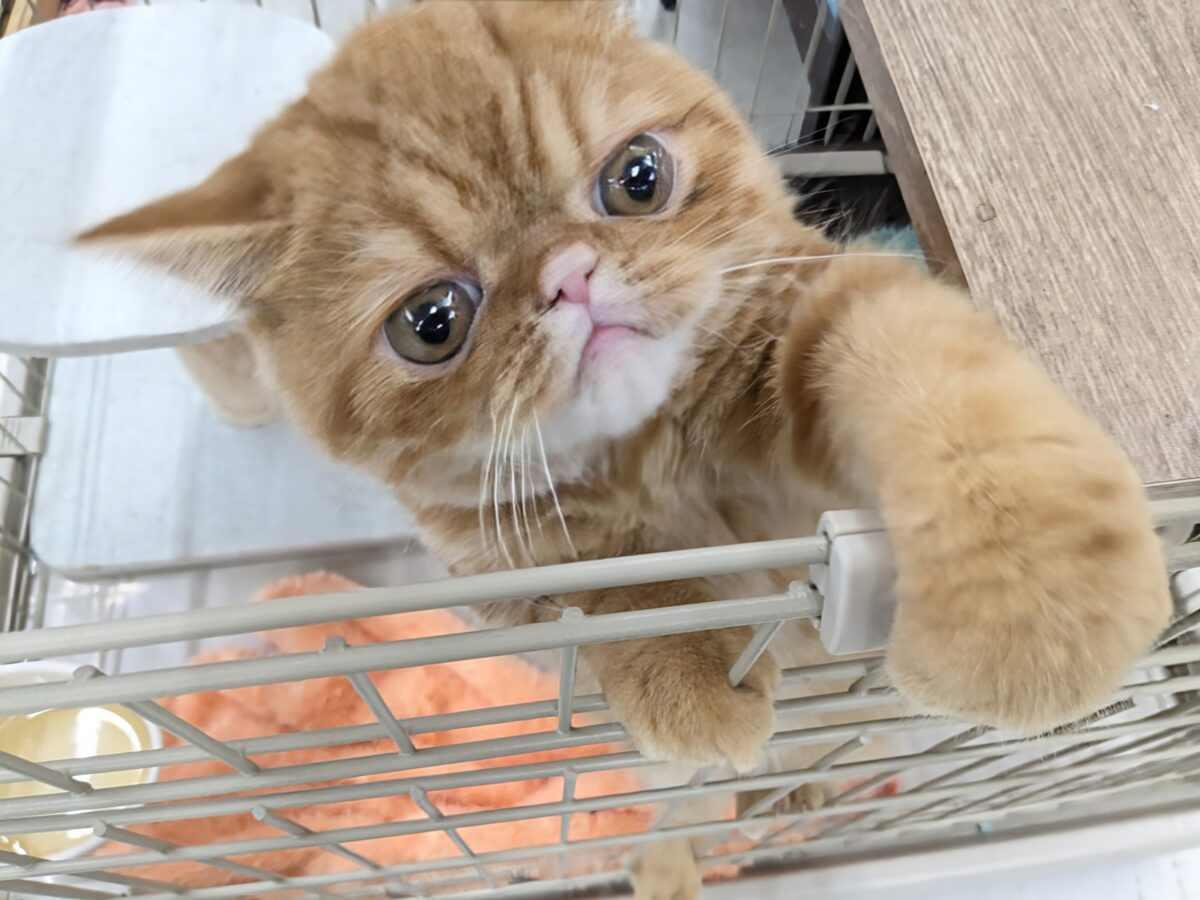 エキゾチック