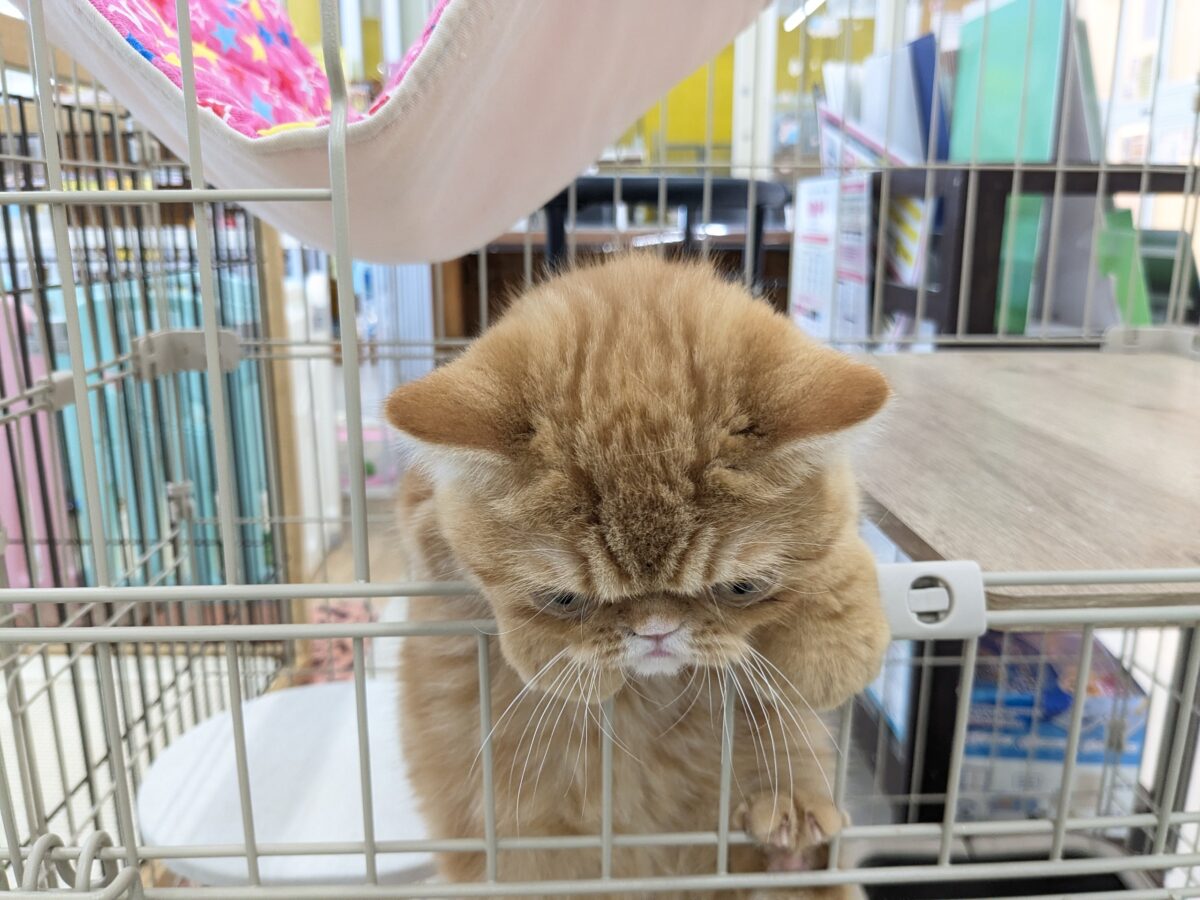 エキゾチック