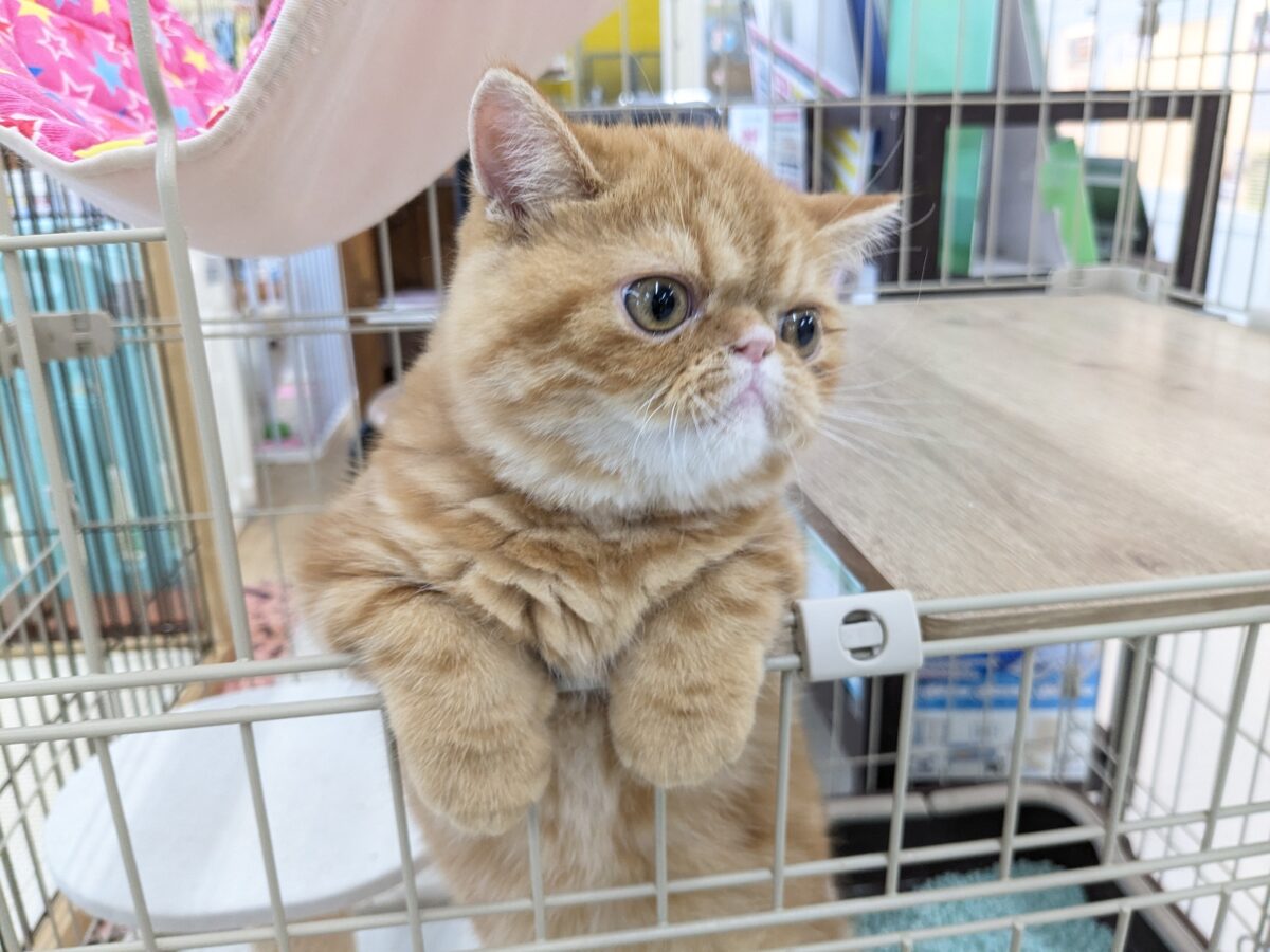 エキゾチック