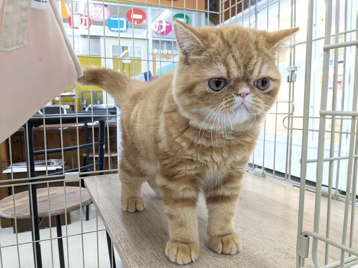 エキゾチック