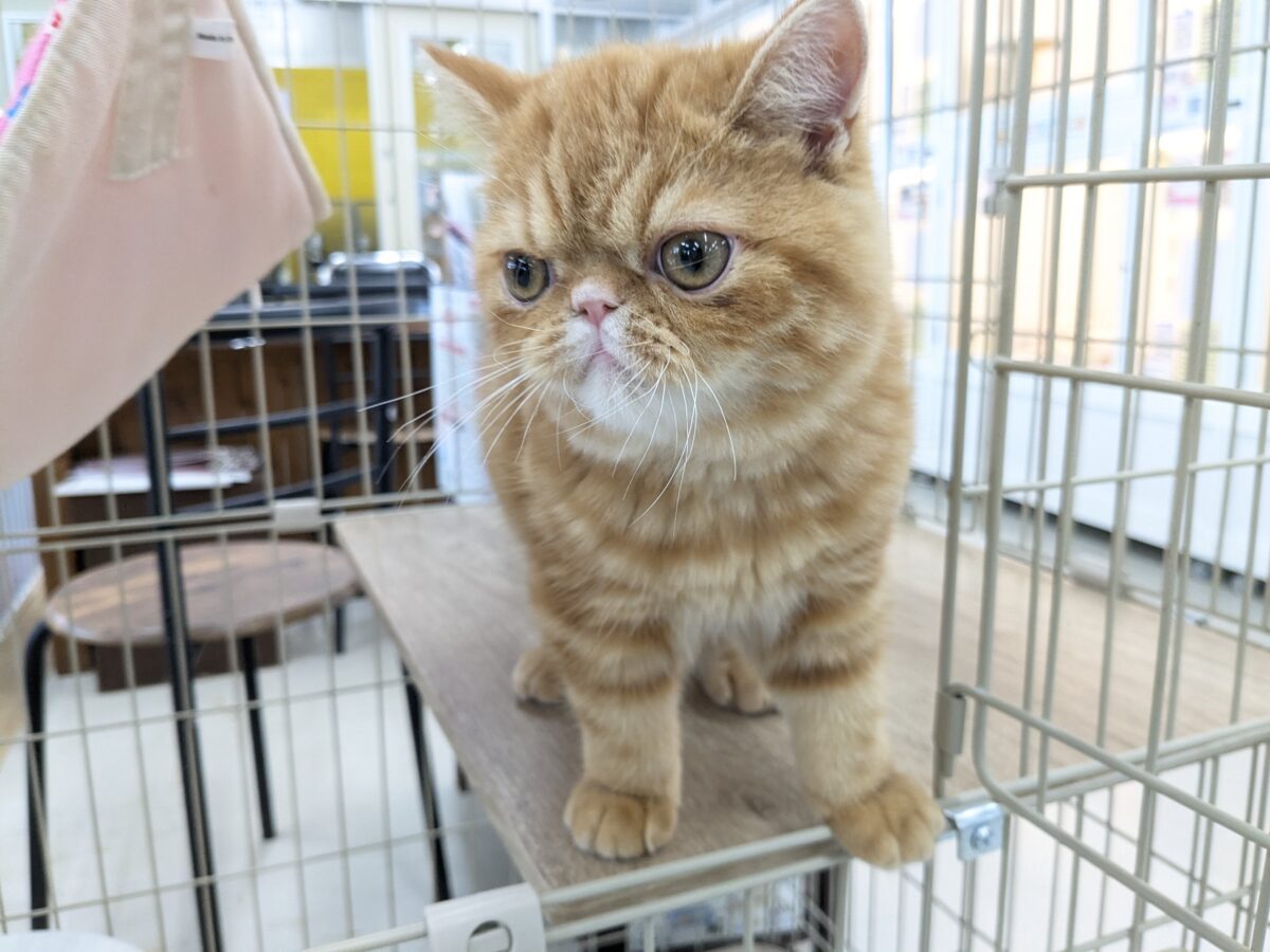 エキゾチック