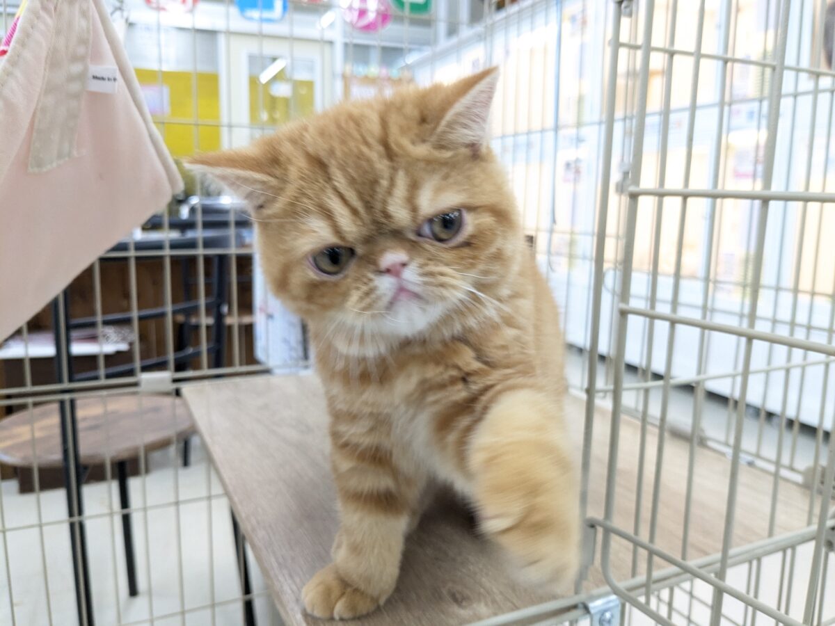 エキゾチック