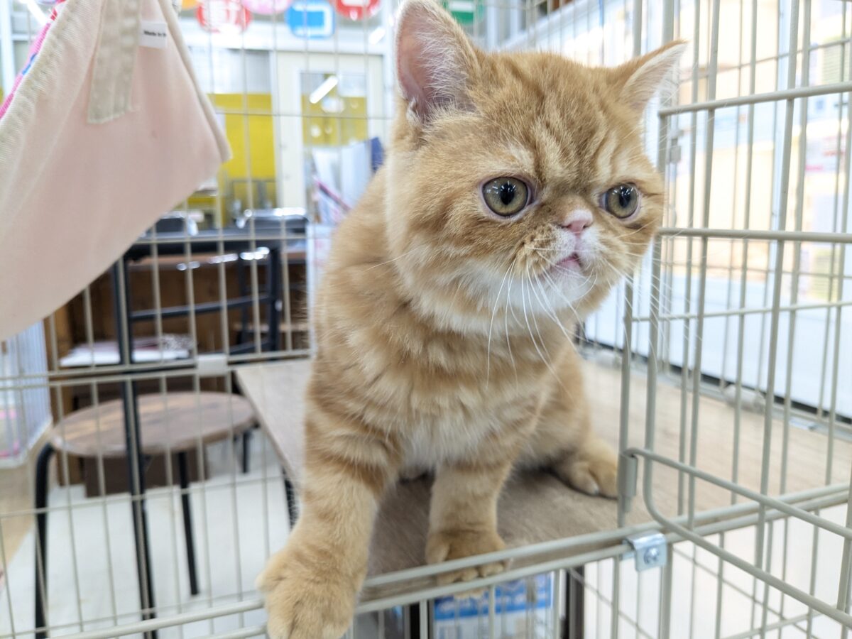 エキゾチック