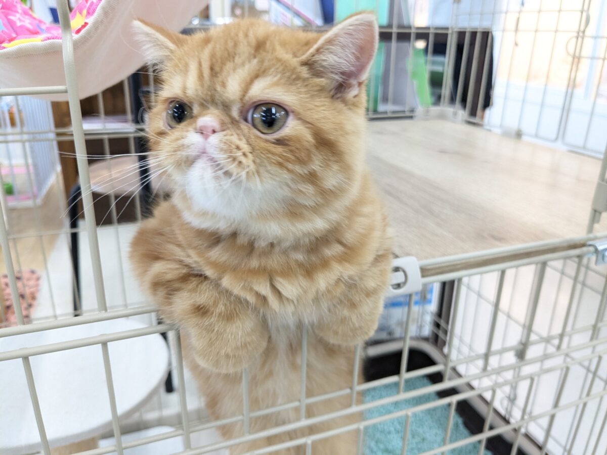 エキゾチック