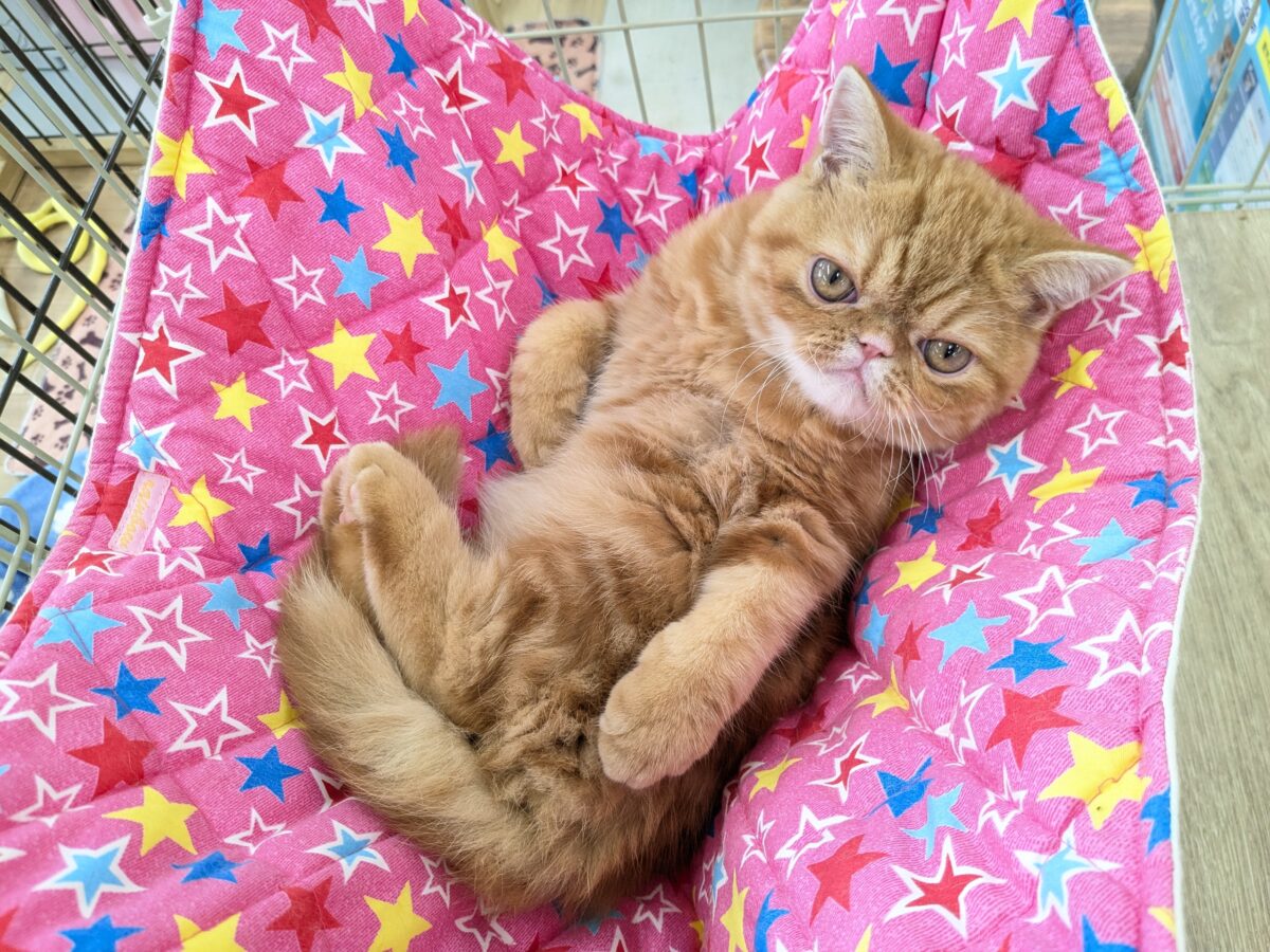 エキゾチック