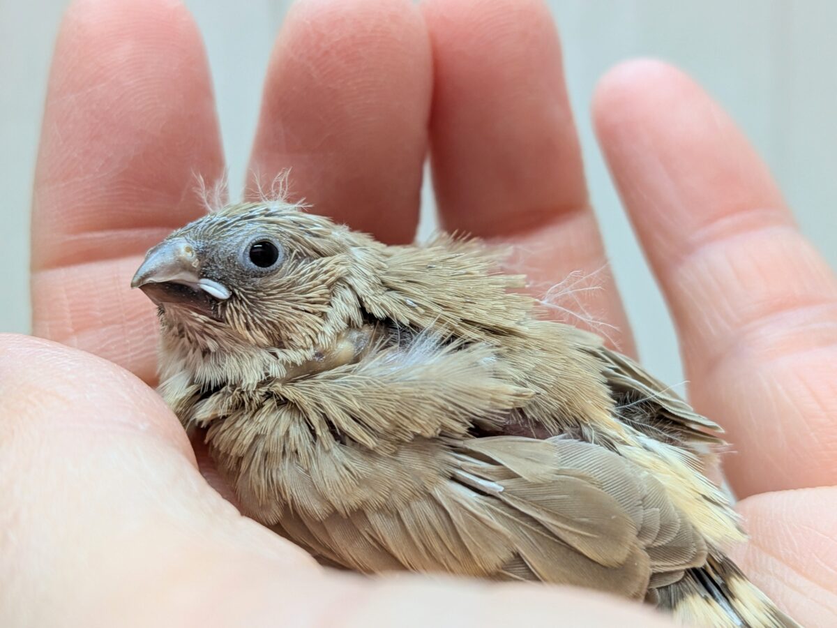 大人気!柔らかベージュ🤎キンカ鳥ヒナフォーン 錦花鳥(キンカチョウ)