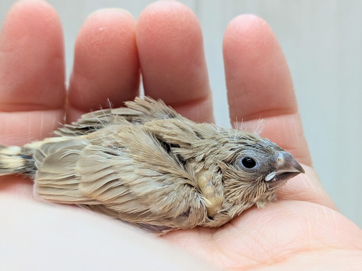 大人気!柔らかベージュ🤎キンカ鳥ヒナフォーン 錦花鳥(キンカチョウ)