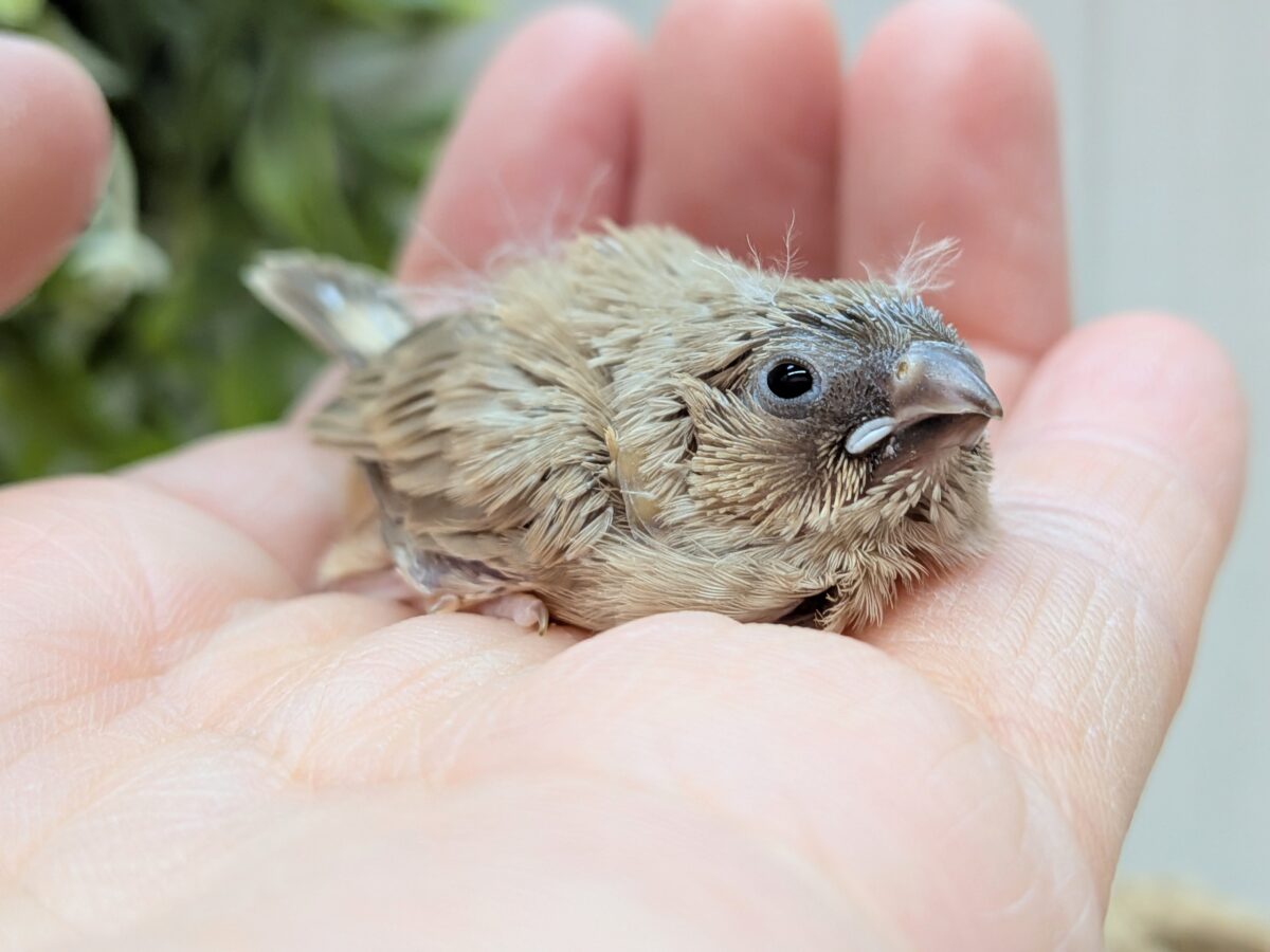 大人気！柔らかベージュ🤎キンカ鳥ヒナフォーン