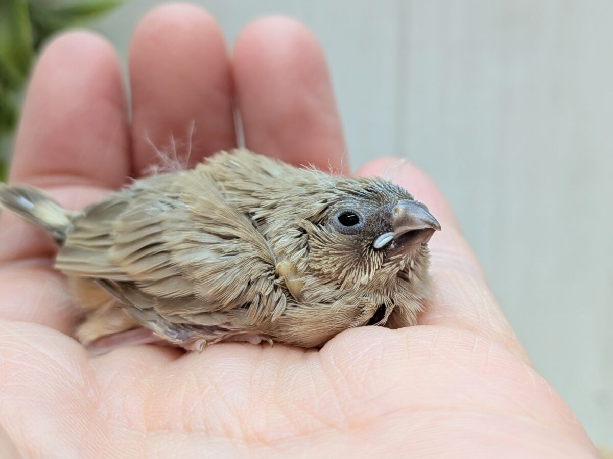 大人気!柔らかベージュ🤎キンカ鳥ヒナフォーン 錦花鳥(キンカチョウ)