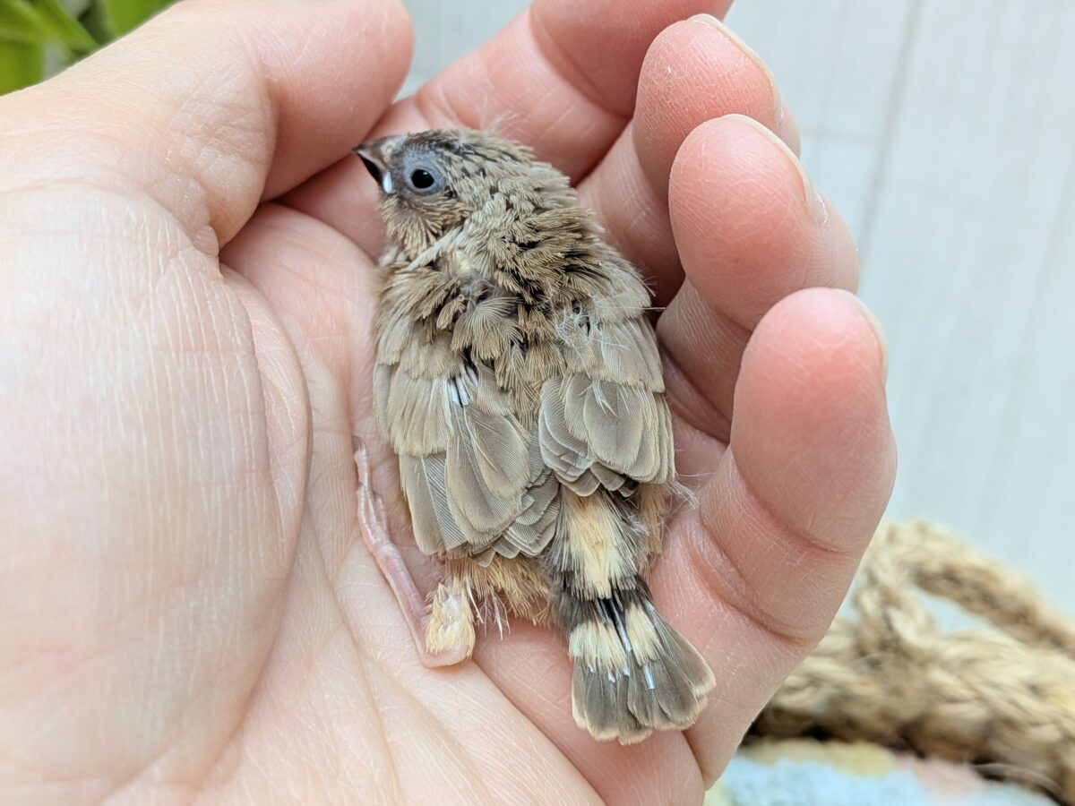 大人気!柔らかベージュ🤎キンカ鳥ヒナフォーン 錦花鳥(キンカチョウ)