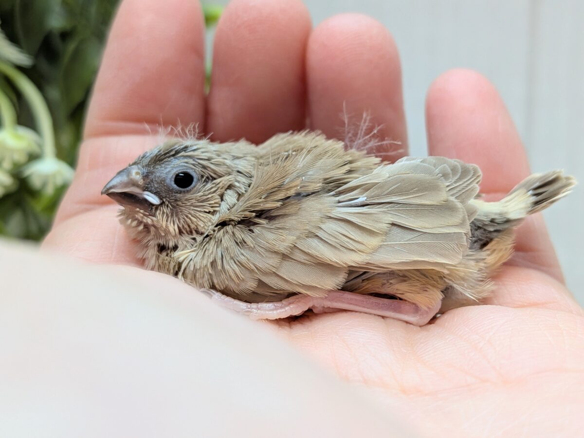 大人気!柔らかベージュ🤎キンカ鳥ヒナフォーン 錦花鳥(キンカチョウ)
