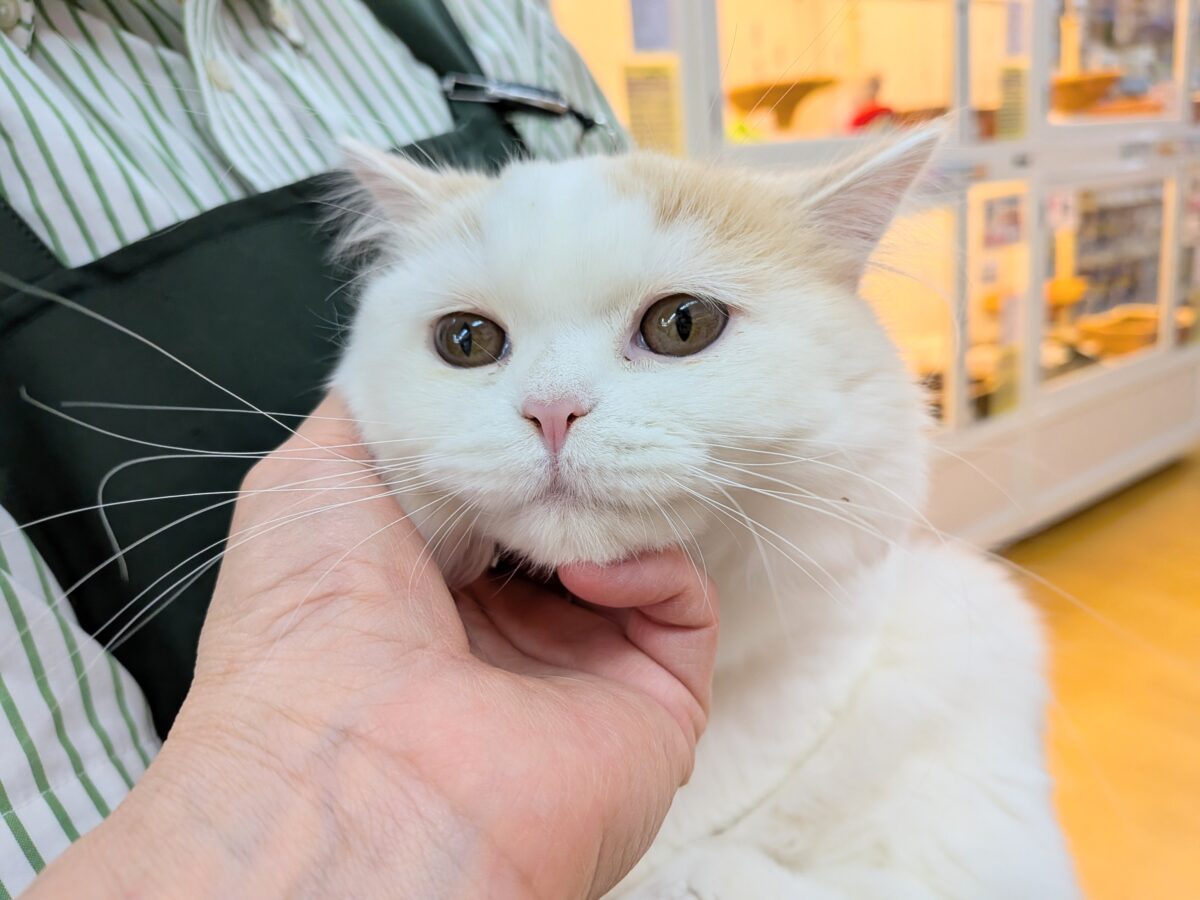 スコティッシュフォールド
