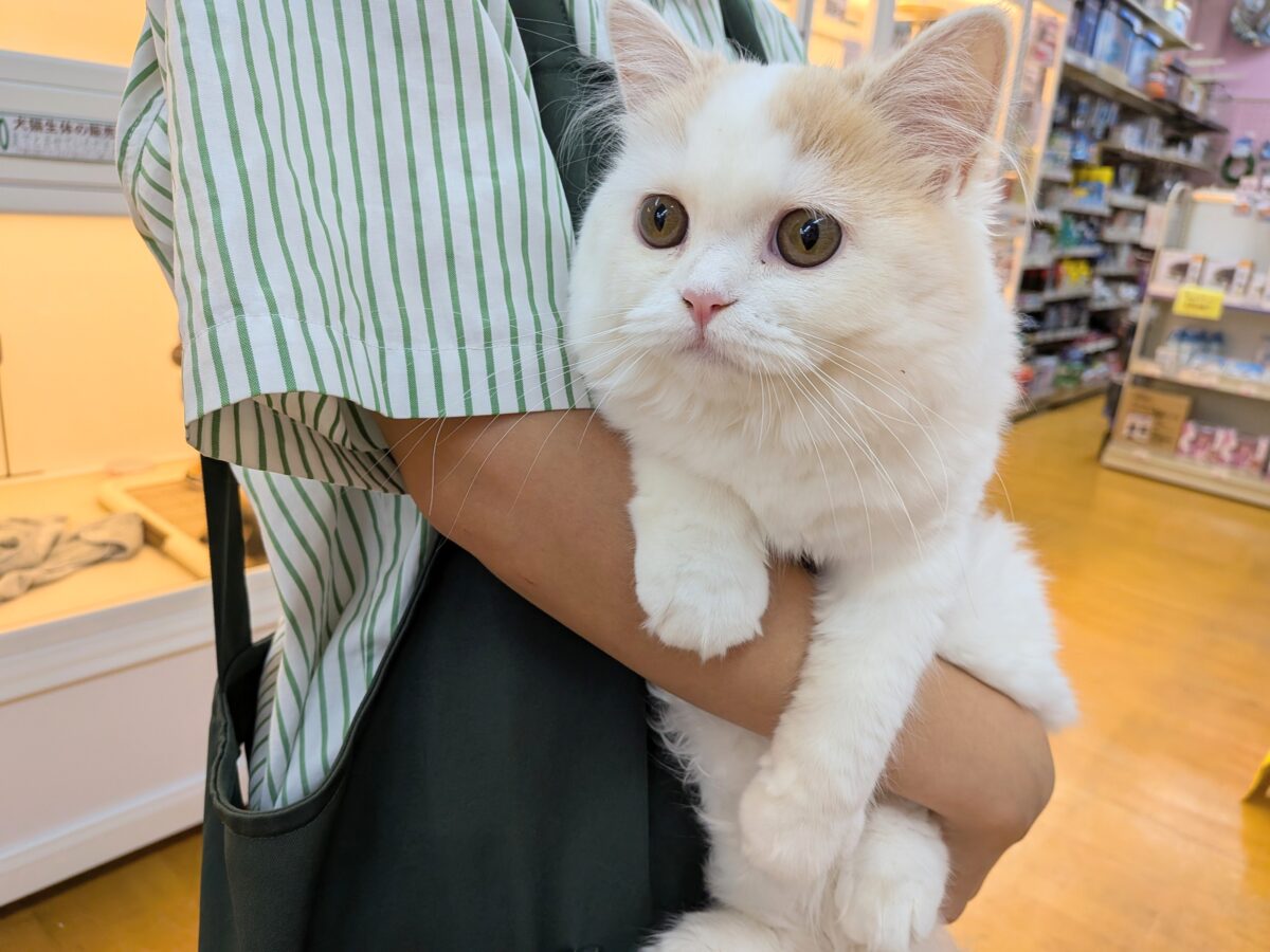 スコティッシュフォールド