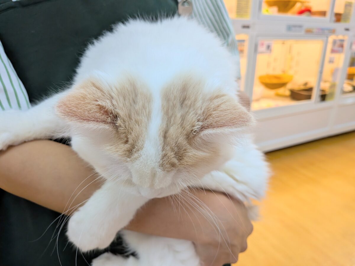 スコティッシュフォールド