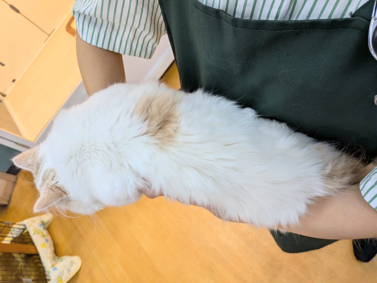 スコティッシュフォールド