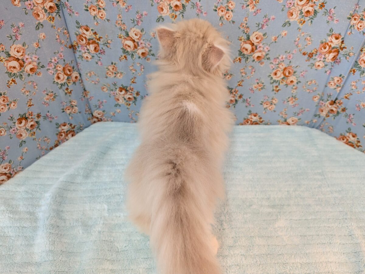 ミヌエット
