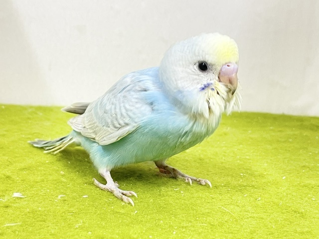 爽やかミントカラー🍃 セキセイインコの“パステルレインボーカラー”ちゃん②　2026.9/14撮影