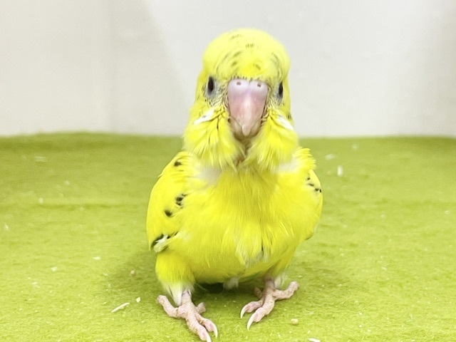 駆け足で寄ってきます💨 セキセイインコの“ハルクイン”ちゃん☆ 2026.9/14撮影 駆け足で寄ってきます💨 セキセイインコの“ハルクイン”ちゃん☆ 2026.9/14撮影