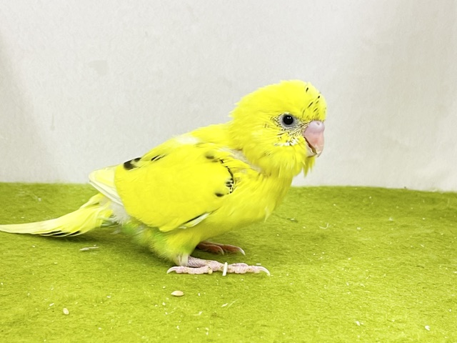 駆け足で寄ってきます💨 セキセイインコの“ハルクイン”ちゃん☆ 2026.9/14撮影 セキセイインコ