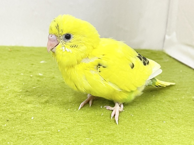 駆け足で寄ってきます💨 セキセイインコの“ハルクイン”ちゃん☆ 2026.9/14撮影 セキセイインコ