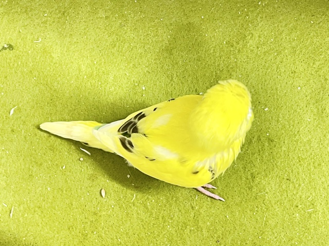 駆け足で寄ってきます💨 セキセイインコの“ハルクイン”ちゃん☆ 2026.9/14撮影 セキセイインコ