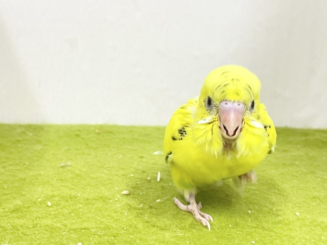駆け足で寄ってきます💨 セキセイインコの“ハルクイン”ちゃん☆ 2026.9/14撮影 セキセイインコ