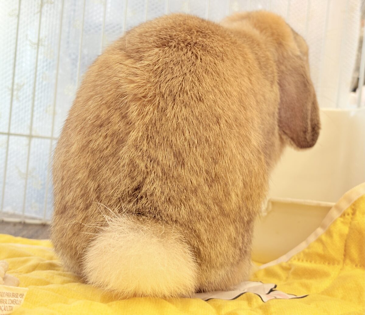 ホーランドロップ