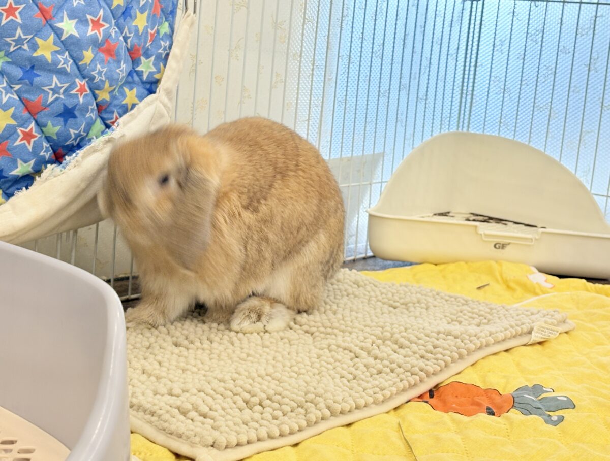 ホーランドロップ