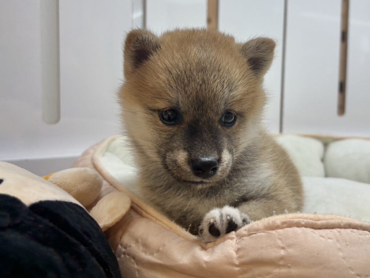 柴犬