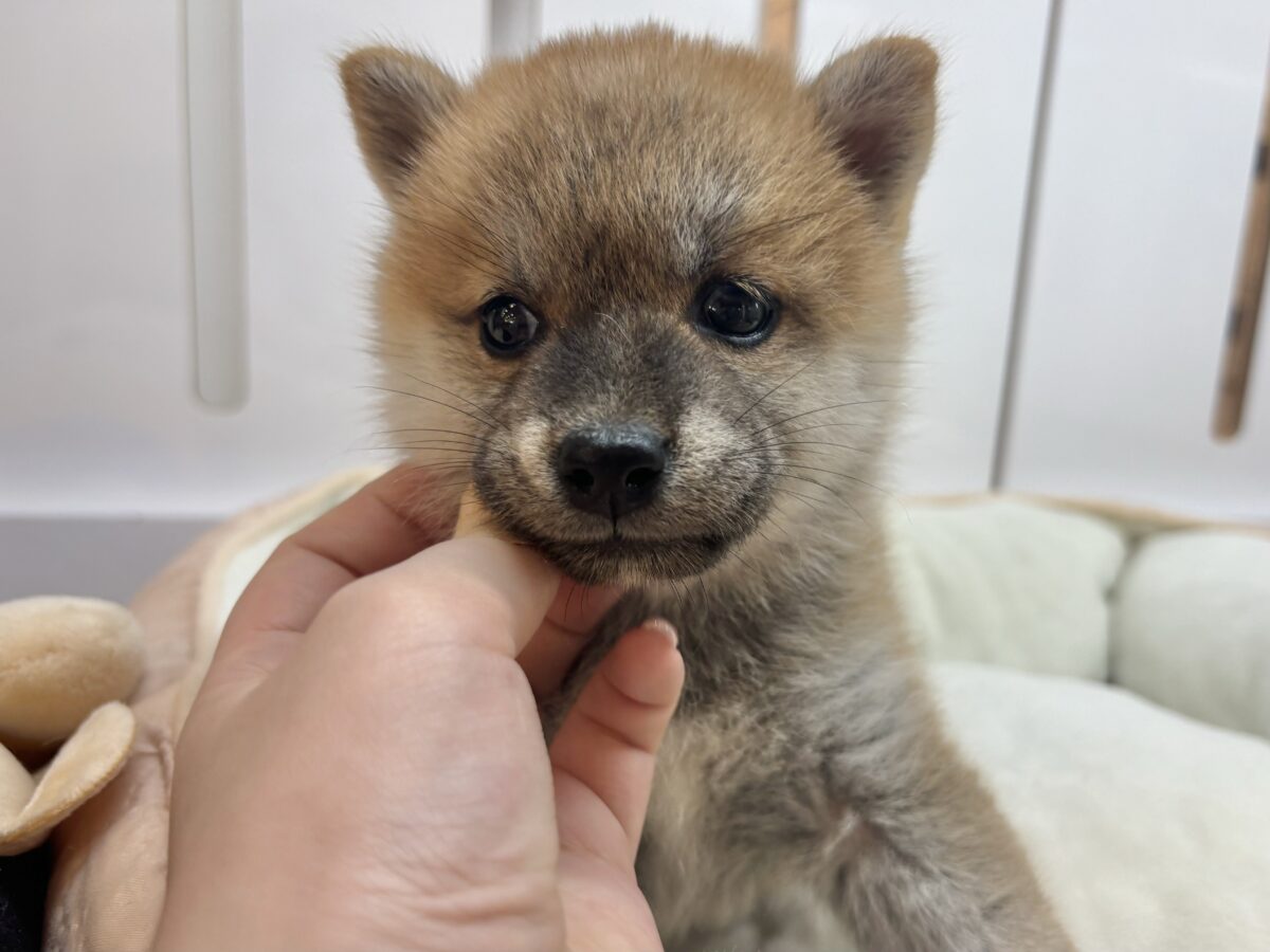柴犬