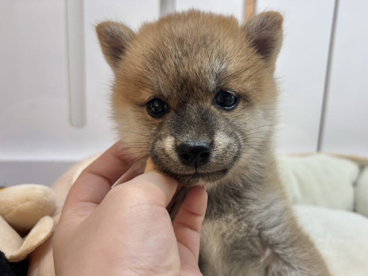 柴犬