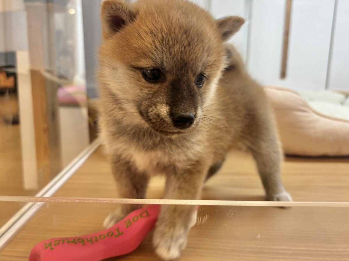 柴犬