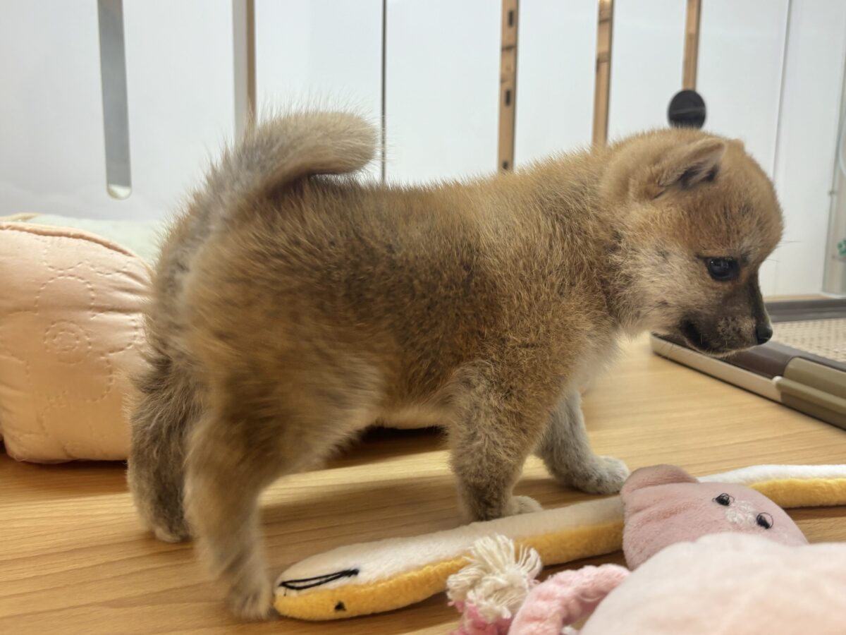 柴犬