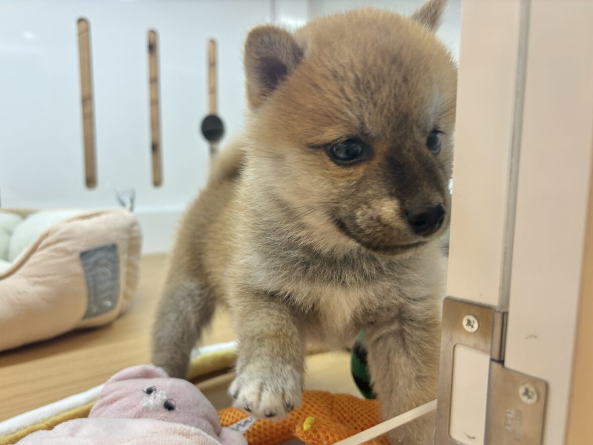 柴犬