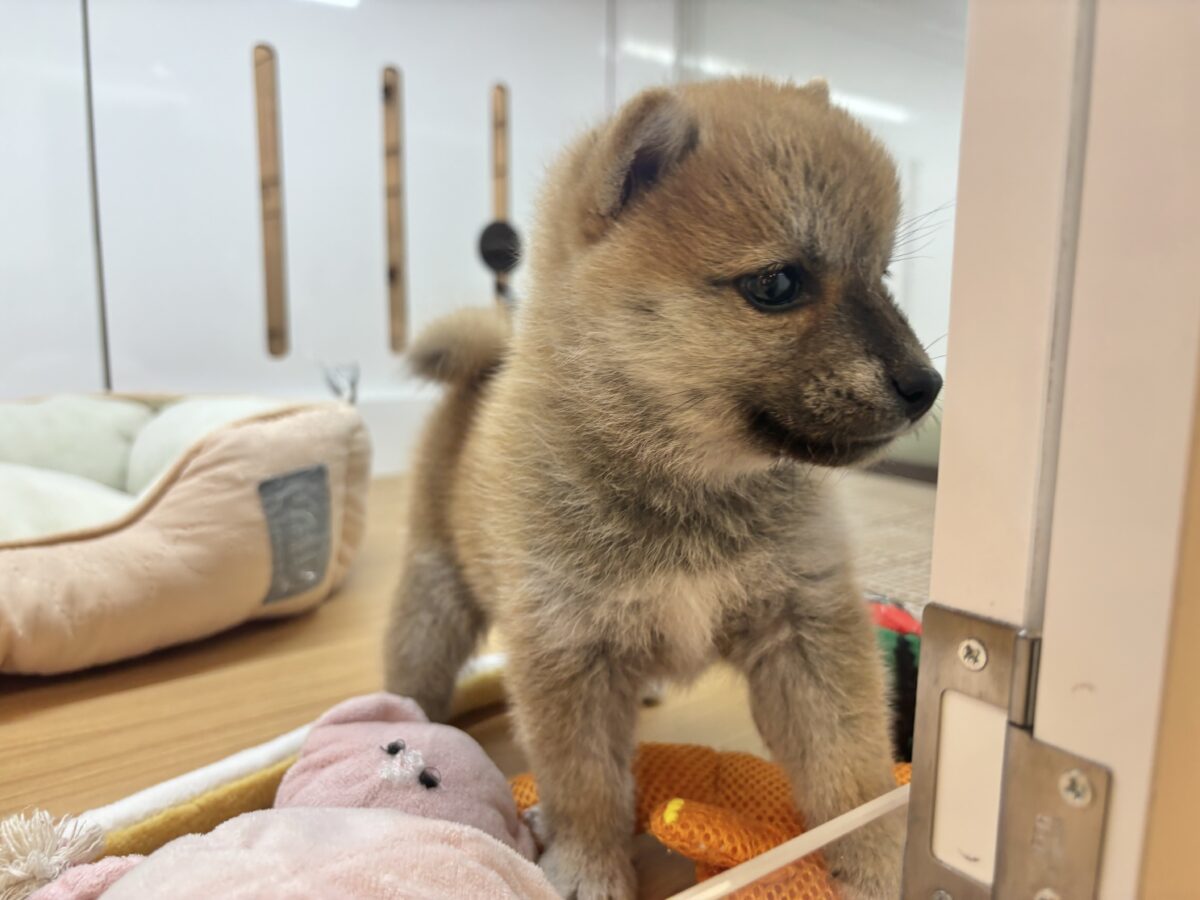 柴犬